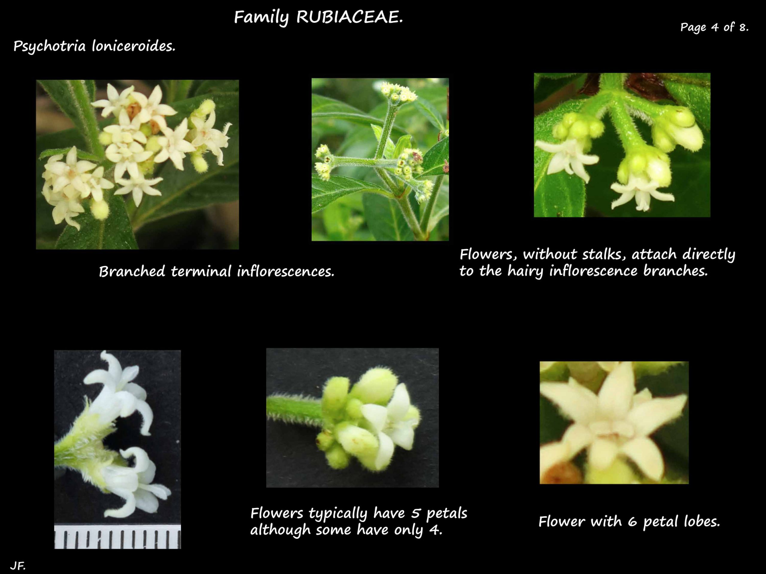 4 Psychotria lonicedroides inflorescence